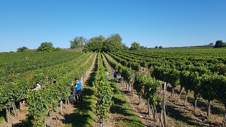 Weingarten Winzerhof Lentsch