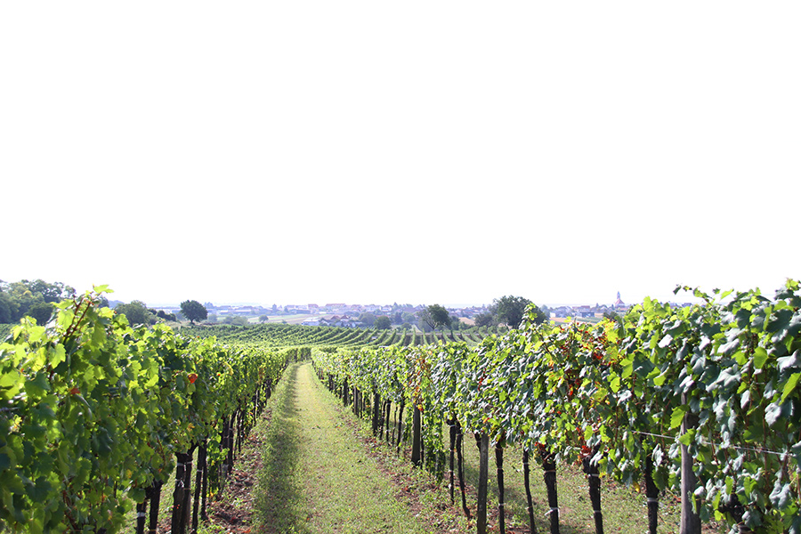 Weingarten Winzerhof Lentsch