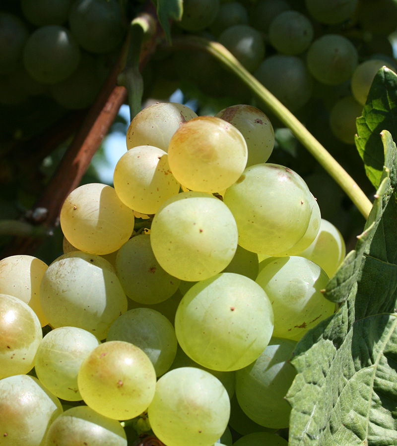 Weiße Weintrauben vom Winzerhof Lentsch